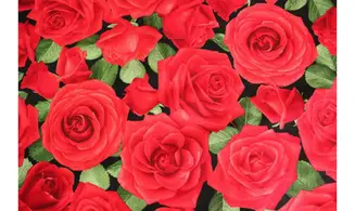 Tissu grandes roses rouges
