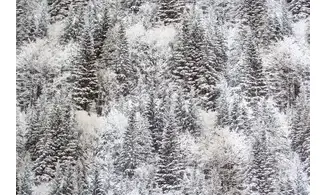 Tissu forêt de sapins