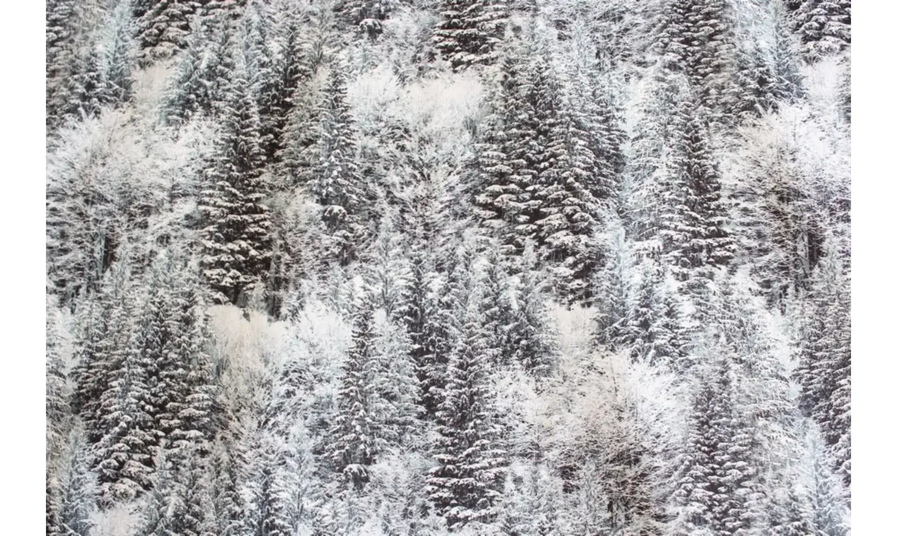 Tissu forêt de sapins