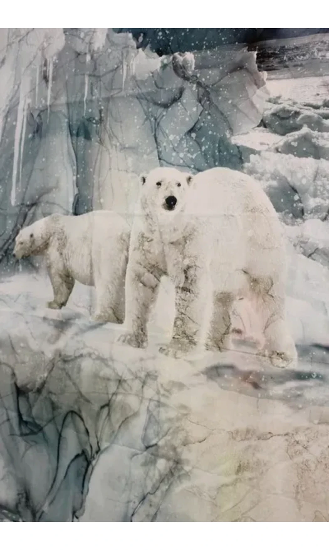 Panneau Ours polaires