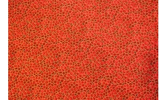 Tissu baies rouge dorées