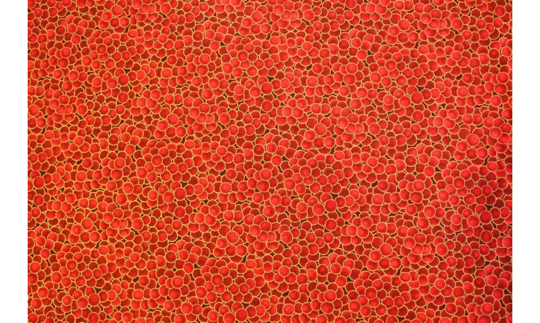 Tissu baies rouge dorées