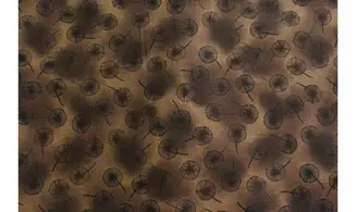 Tissu Aiko's Garden pissenlits