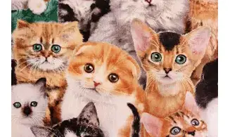 Tissu adorables chatons