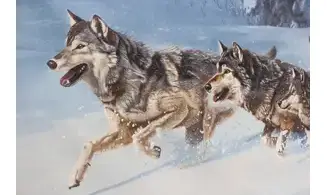 Panneau loups dans la neige