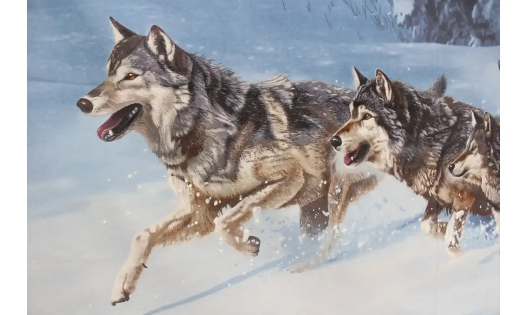 Panneau loups dans la neige