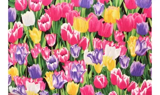 Tissu tulipes