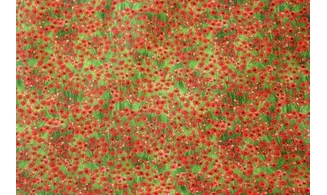Tissu champs de coquelicots