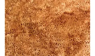 Batik pointillisme marron
