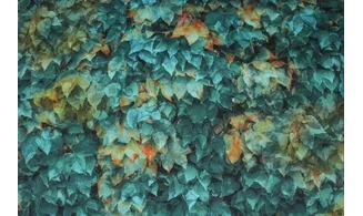 Tissu brise d'automne