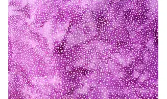 Batik violet pointillisme blanc