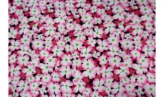 Tissu fleurs roses blancs