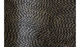 Tissu noir et doré wind S&S