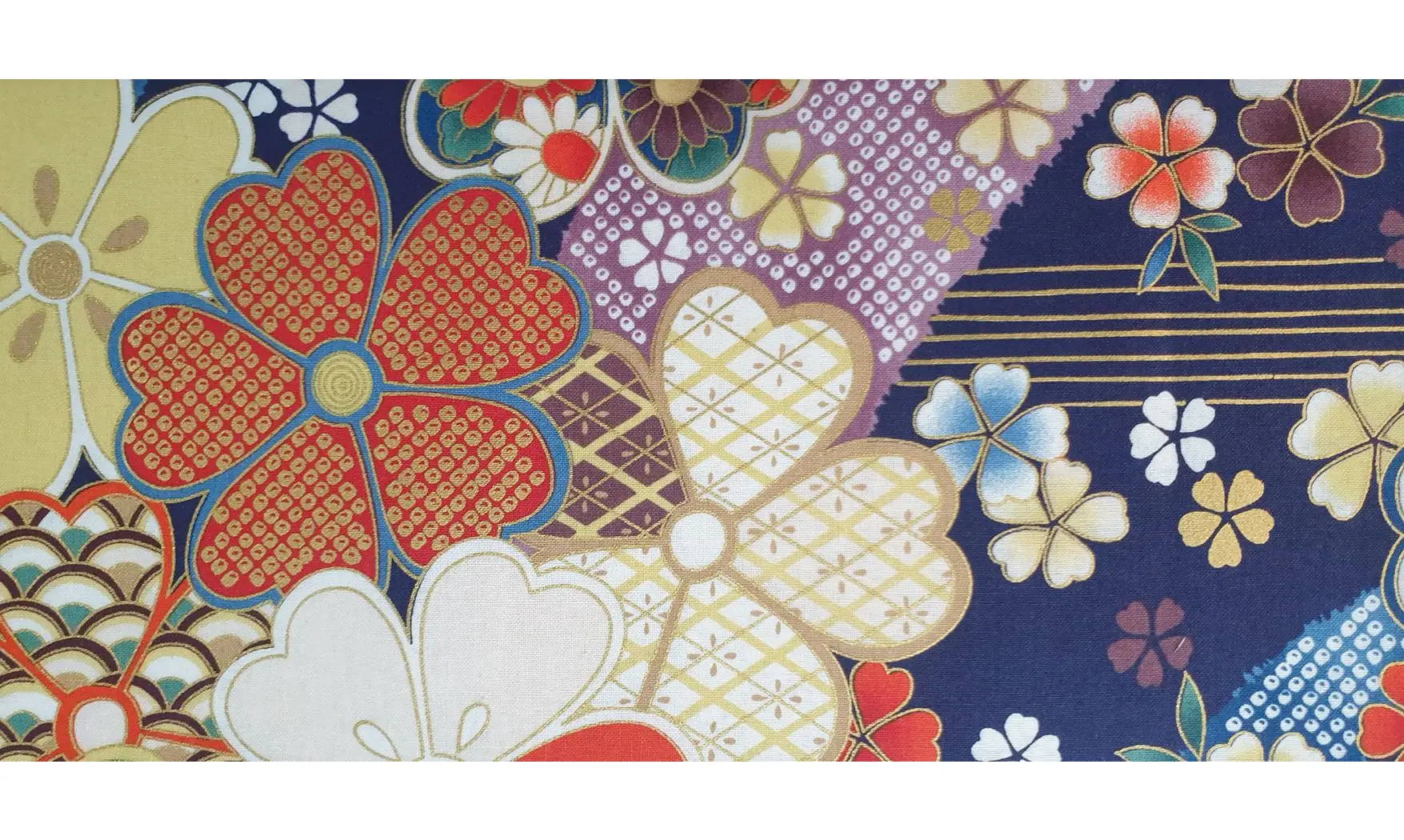 Kaléi japonais bleu